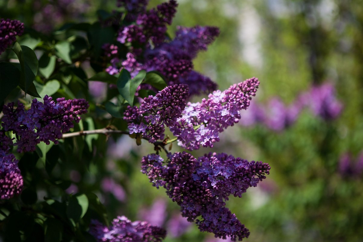 Весна в каждом лепестке