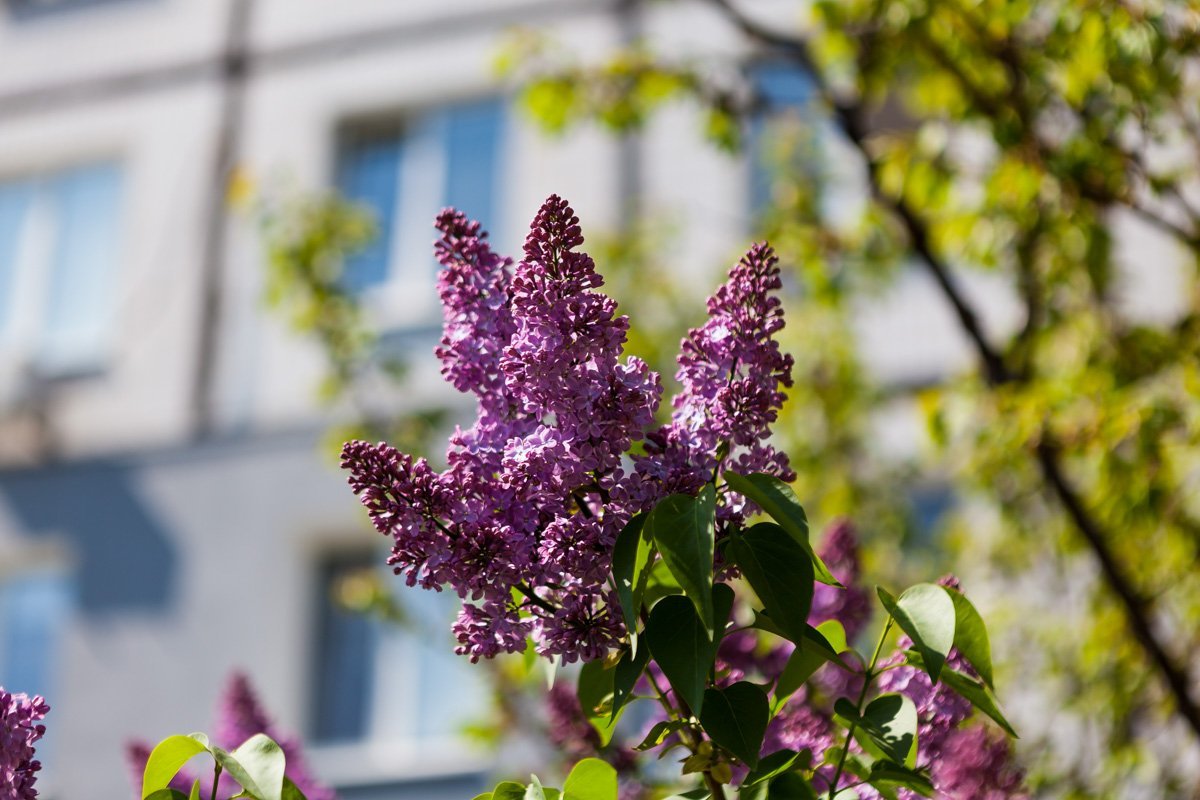 Сиреневые свечки теперь в каждом дворе