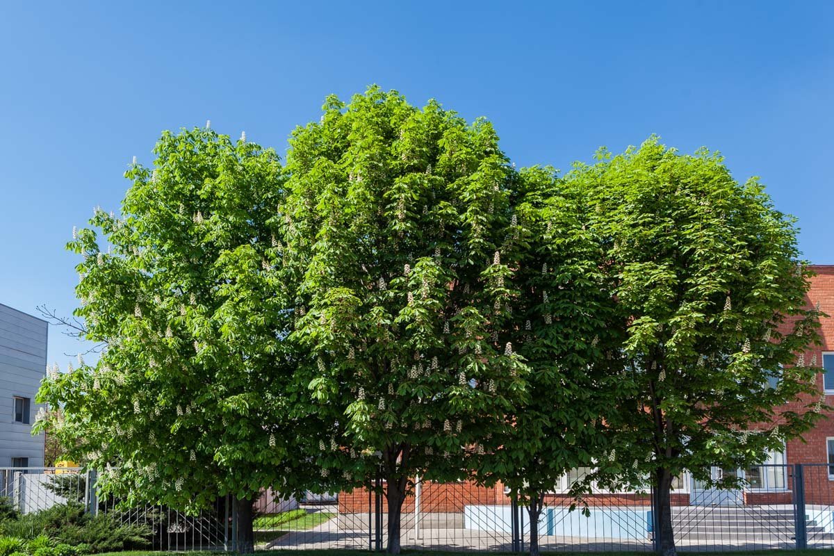 Цветы каштанов можно найти по всему городу