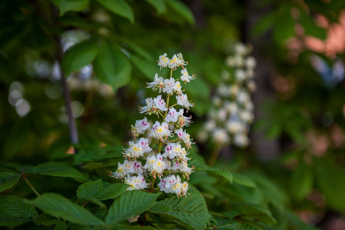 Аромат цветов слышится по всему городу