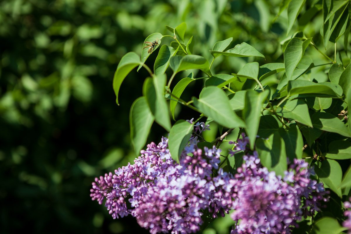 Просыпаются первые букашки