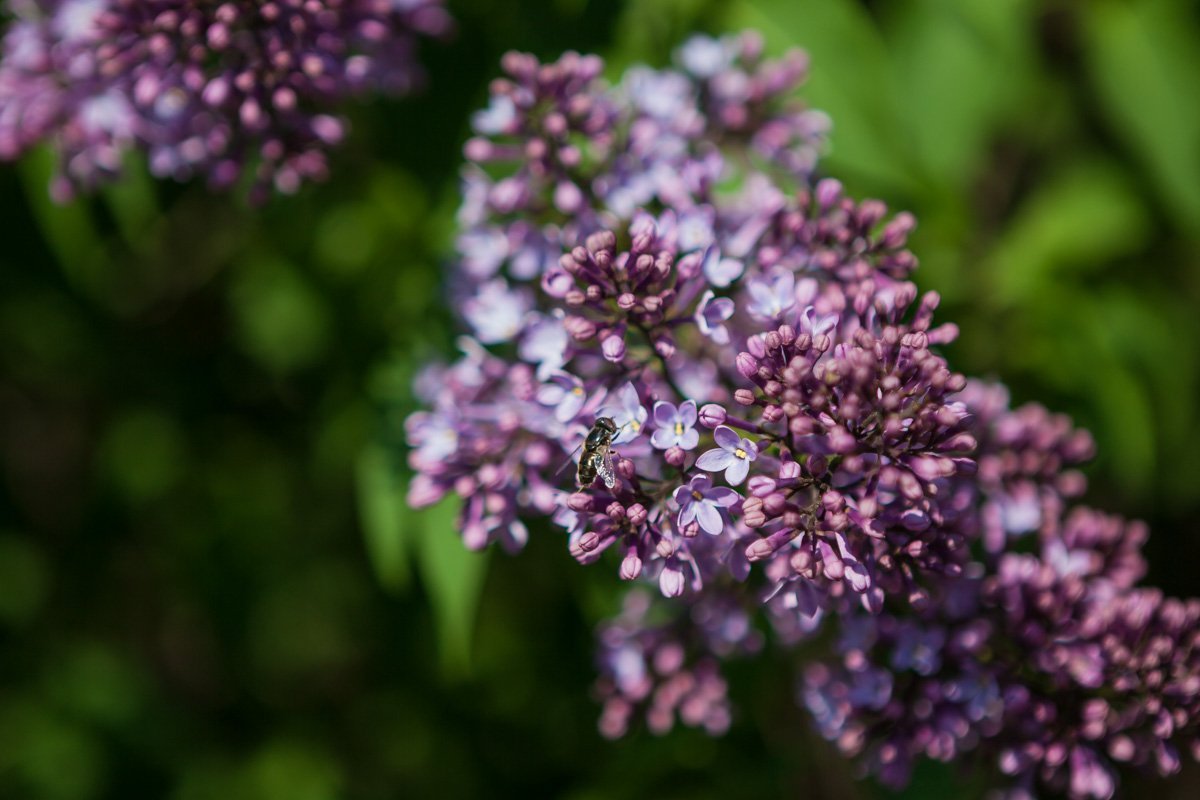 Готовьтесь искать цветы сирени с 5-ю лепестками