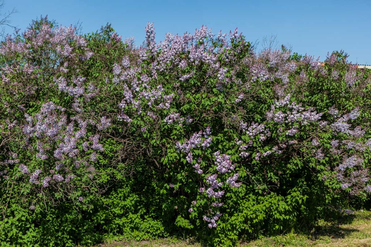 Весна уже в городе