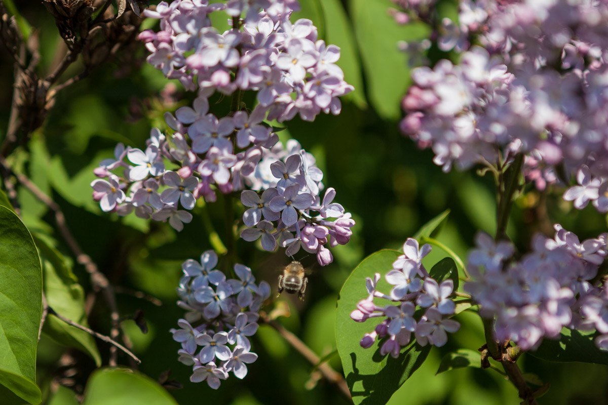 Просто спинка пчелы. Ничего больше
