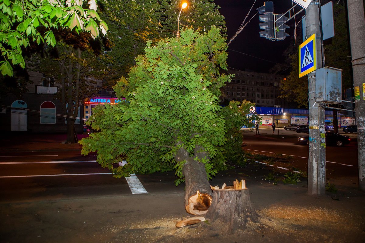 30 апреля около 3:20 в Днепре на перекрестке улиц Титова и Суворова трое неизвестных спиливали над дорогой каштан