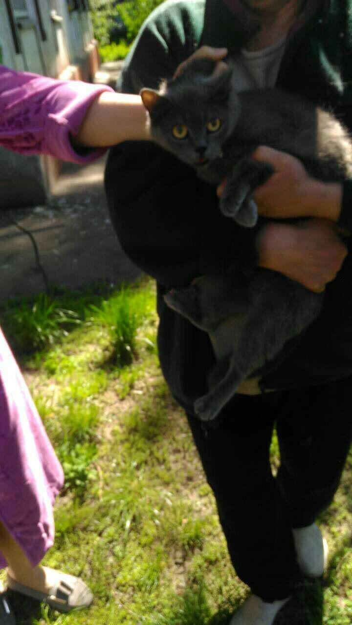 Сейчас жизни и здоровью кота ничего не угрожает Сейчас жизни и здоровью кота ничего не угрожает