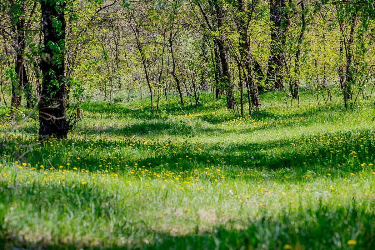 Сказочная поляна Сказочная поляна