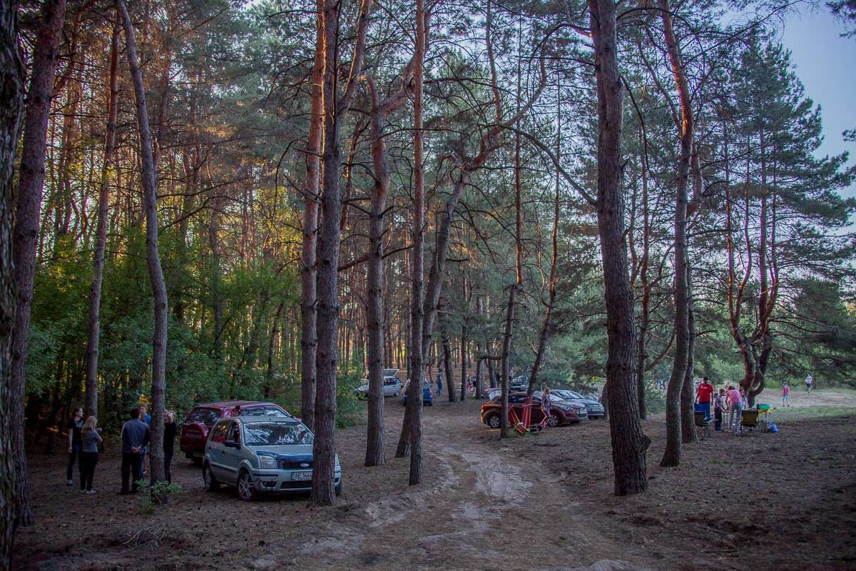 Лес в Приднепровске Лес в Приднепровске