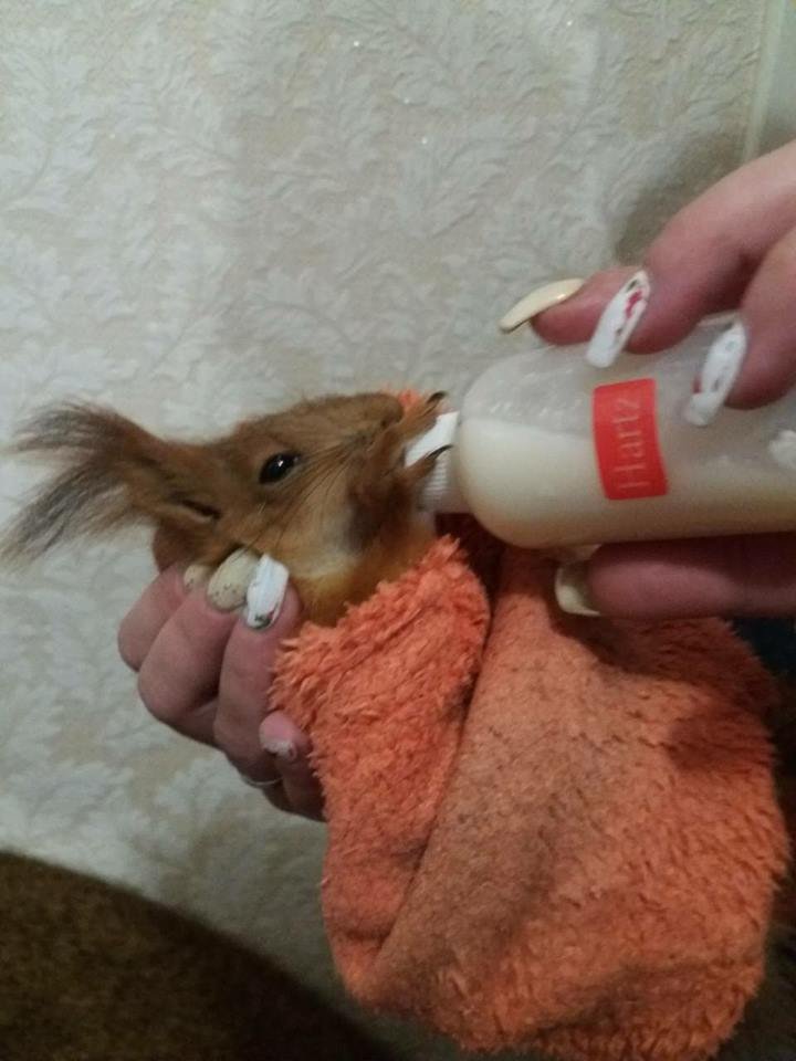 Бельченка пристроили в приют Бельченка пристроили в приют