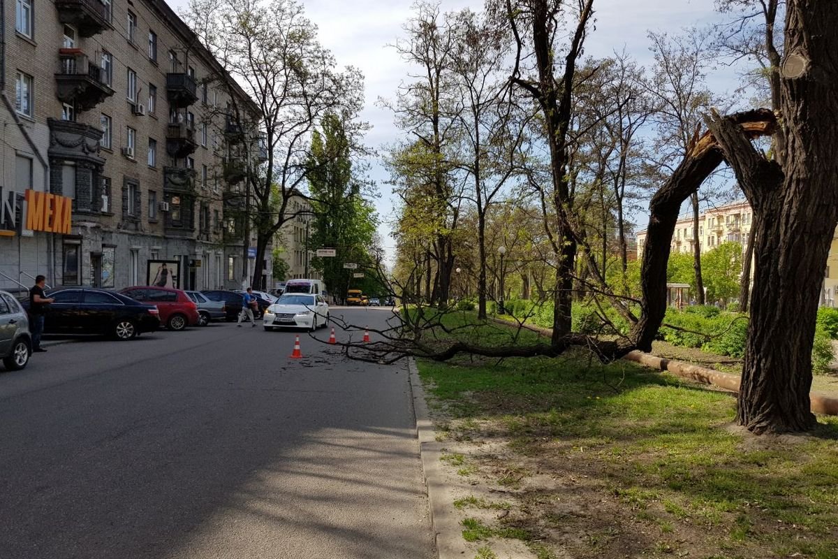 Водители объезжают ветку с правой стороны