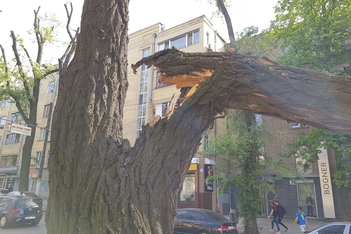 Инцидент произошел недалеко от торгово-делового центра Atrium, где в сентябре прошлого года от упавшей ветки погибла девушка