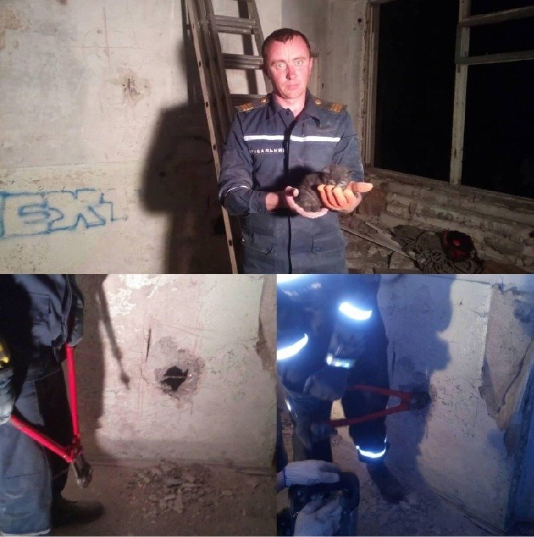 Котенка достали спасатели