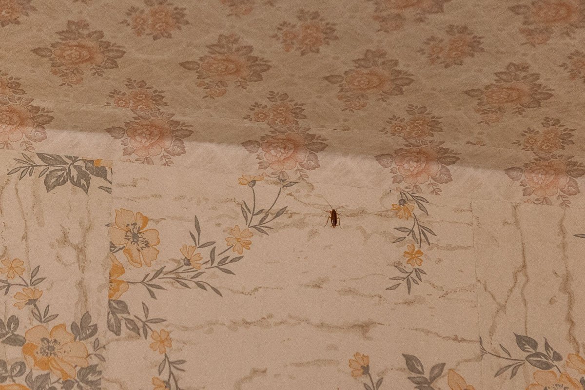 Немой свидетель происшествия Немой свидетель происшествия