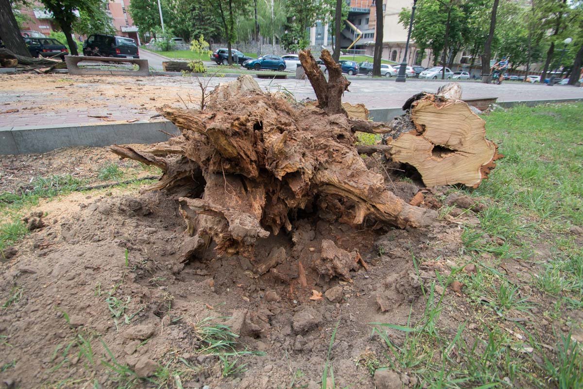 Корни дерева напрочь сгнили Корни дерева напрочь сгнили