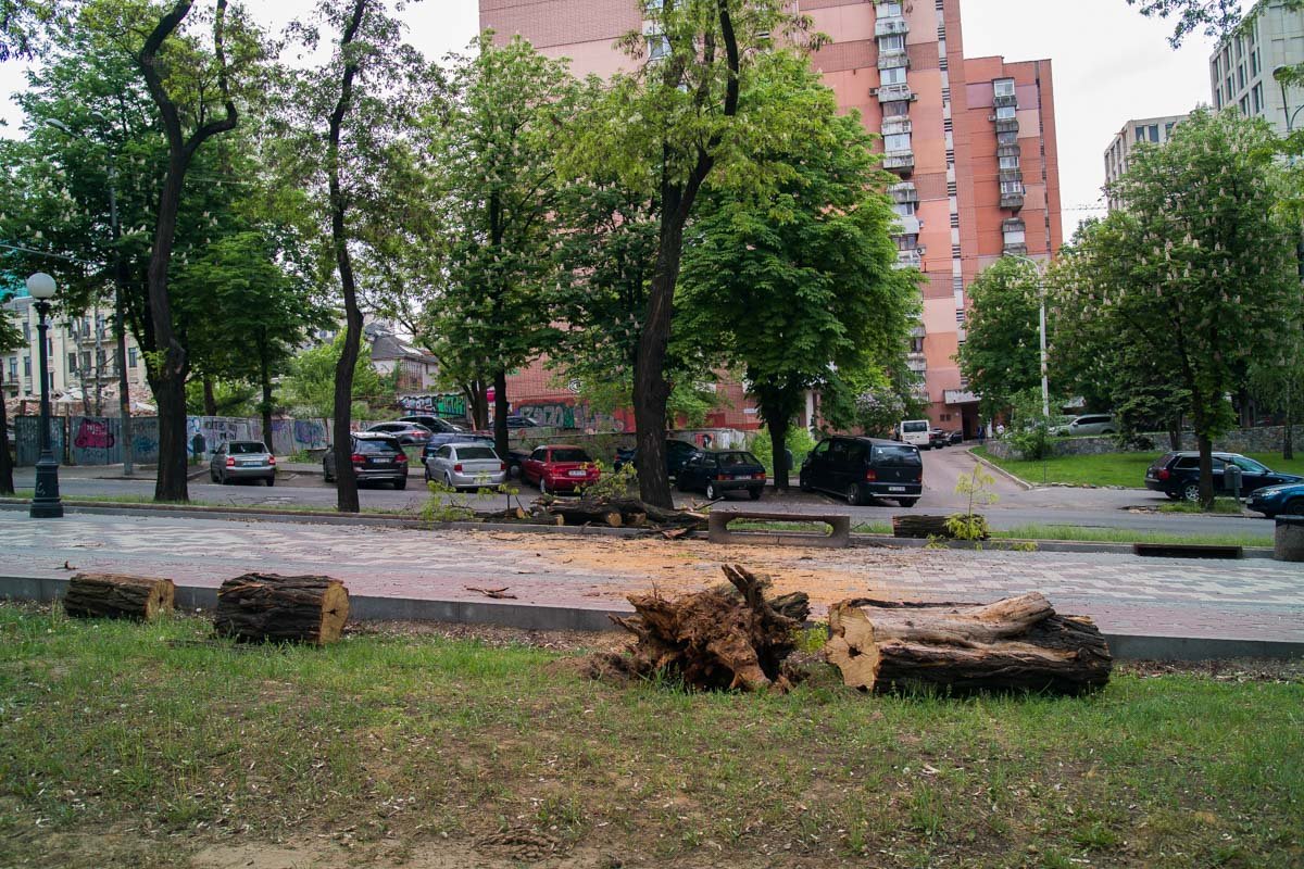 Дерево упало на тротуар Дерево упало на тротуар