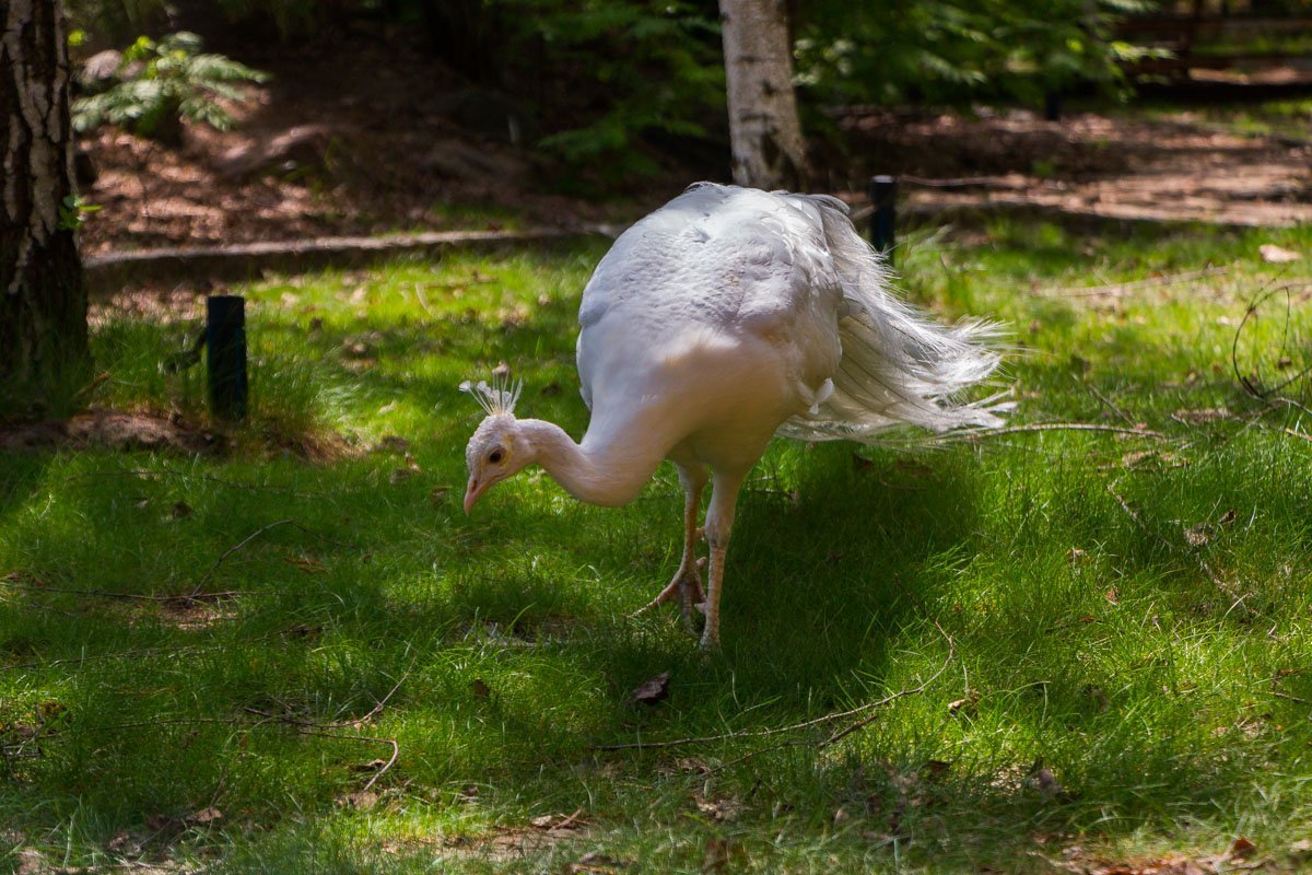 Гуляют павлины