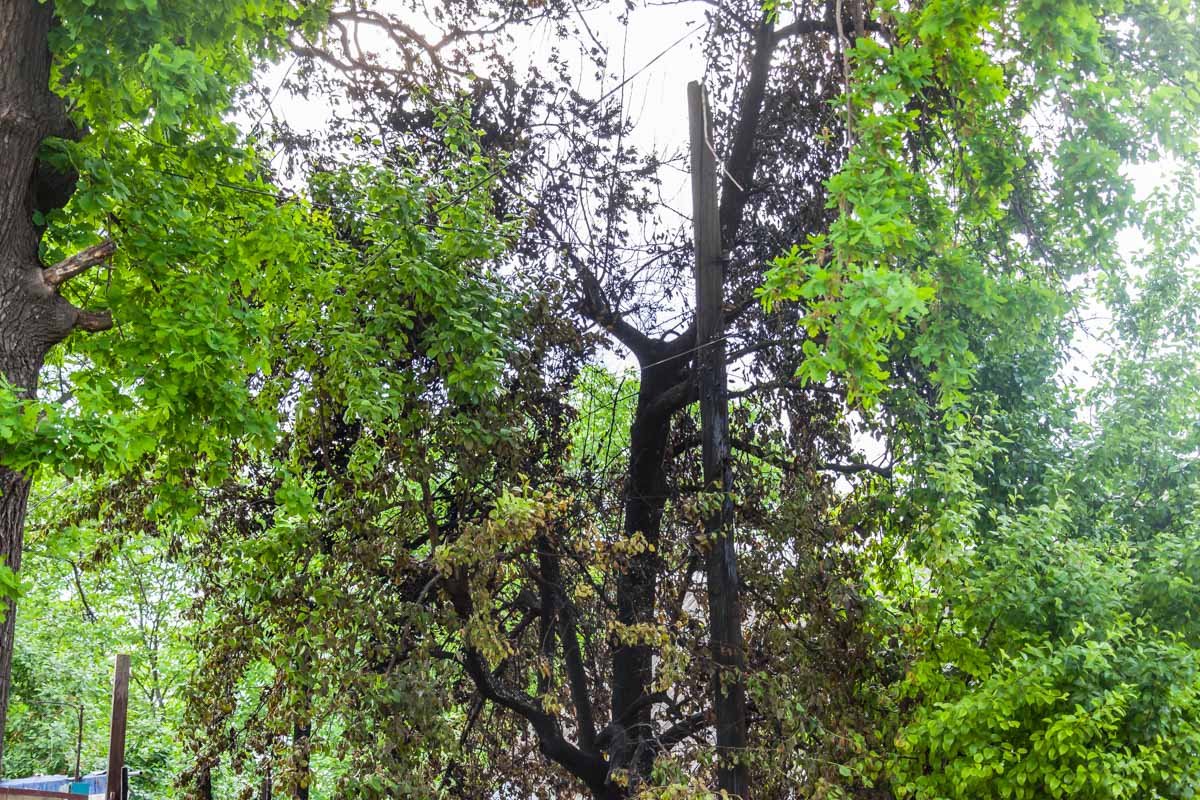 Дерево сильно обгорело Дерево сильно обгорело