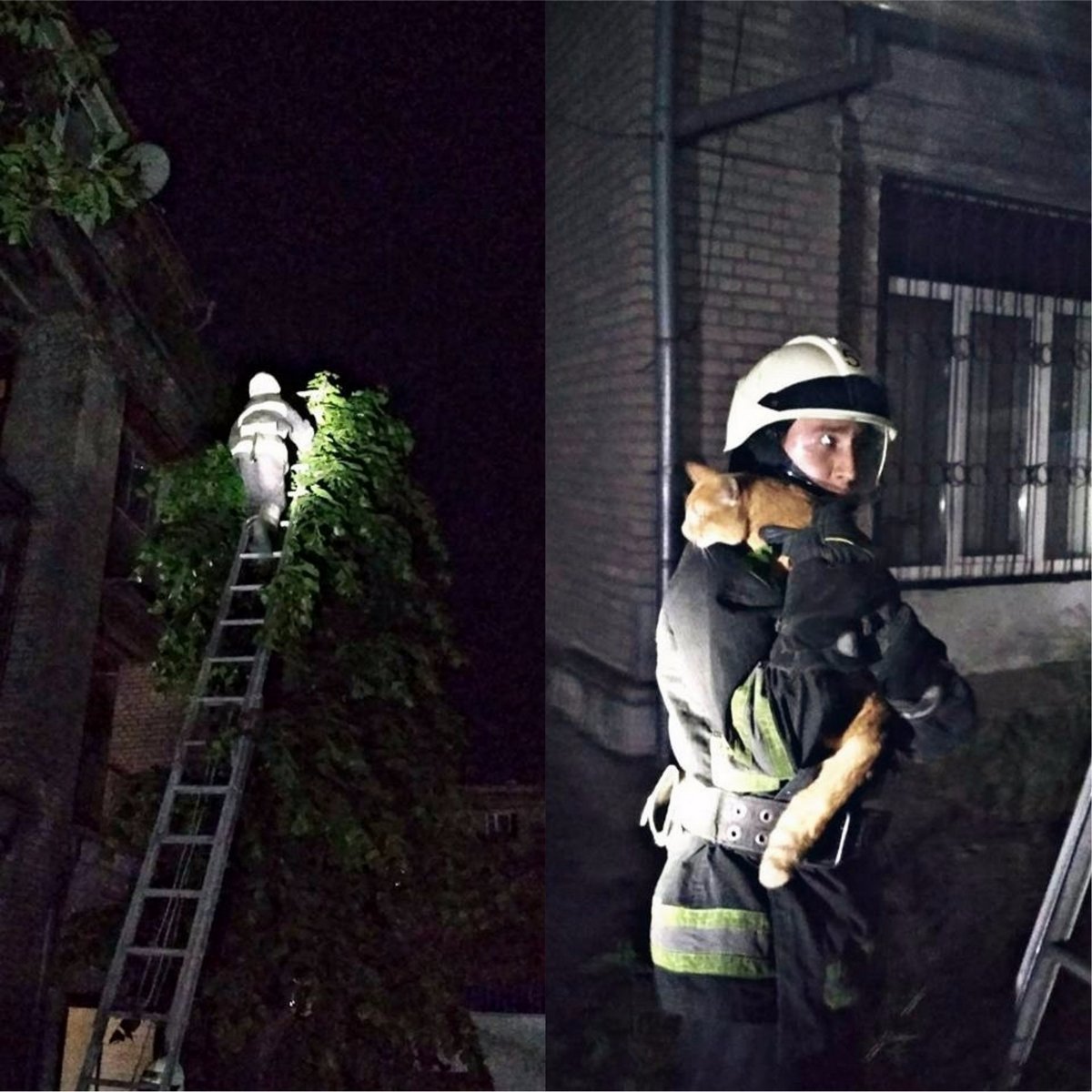 На дереве на улице Инженерной застрял котенок На дереве на улице Инженерной застрял котенок