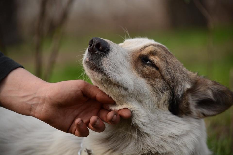 Пес умеет четко отделять "своих" от "чужих" и прекрасно подойдет на роль охранника вашего жилища Пес умеет четко отделять "своих" от "чужих" и прекрасно подойдет на роль охранника вашего жилища