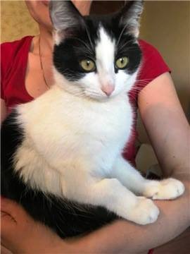 Ей нравится играть с другими котами в догонялочки, а также любит, когда ее гладят Ей нравится играть с другими котами в догонялочки, а также любит, когда ее гладят