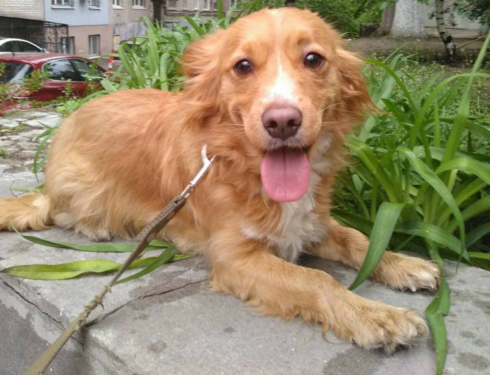 Пес очень домашний, воспитанный Пес очень домашний, воспитанный