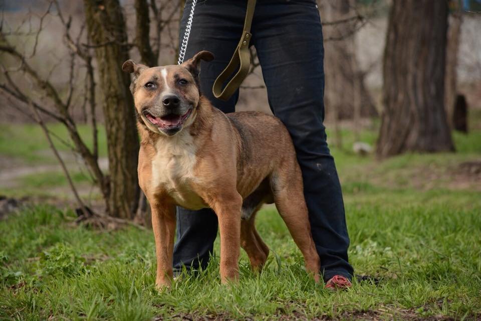 Чудесный пес по кличке Пит, скорее всего, метис питбуля и стаффа Чудесный пес по кличке Пит, скорее всего, метис питбуля и стаффа