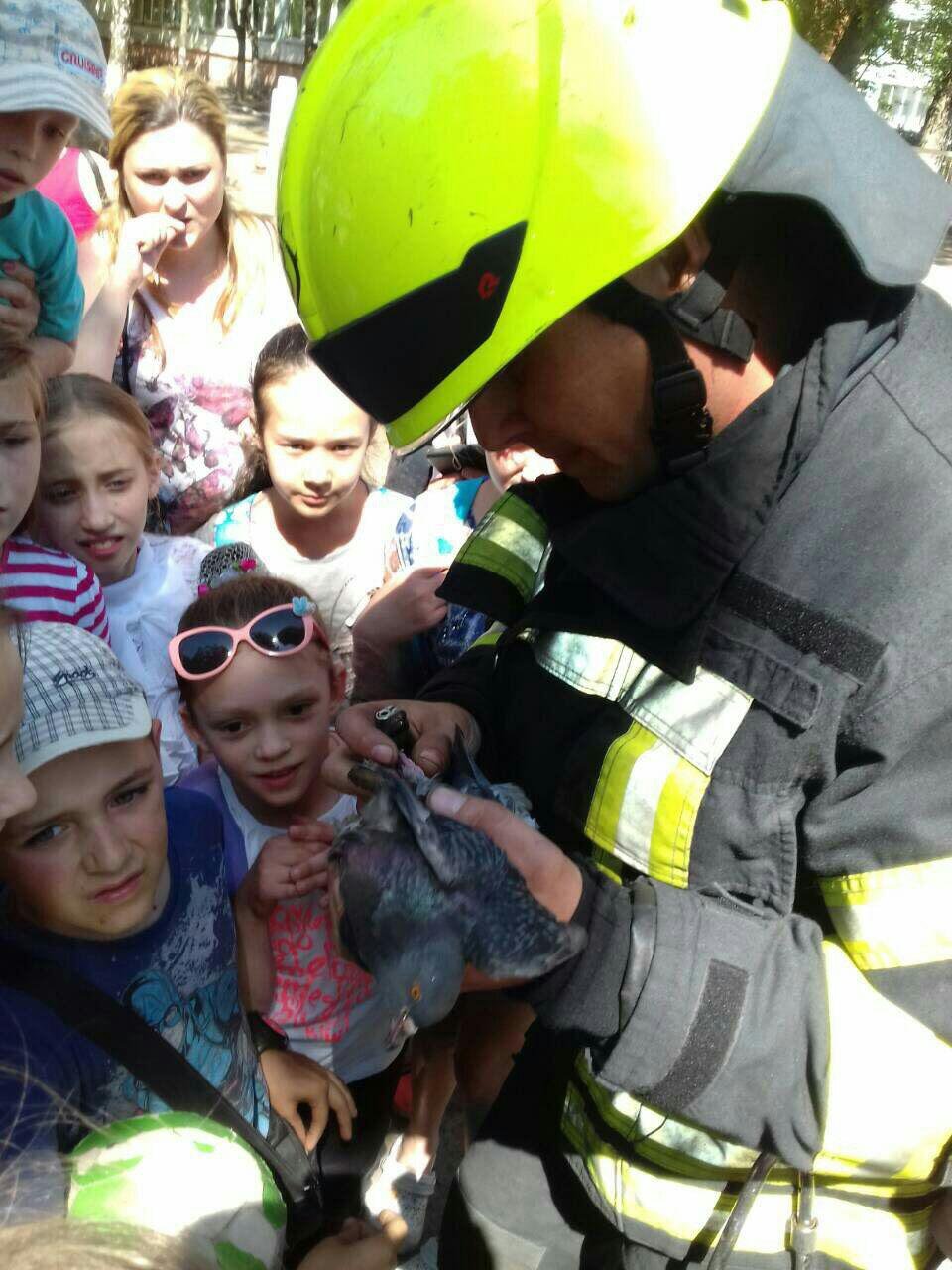 22 мая около 15:00 возле одной из школ на улице Софьи Ковалевской голубь застрял на дереве