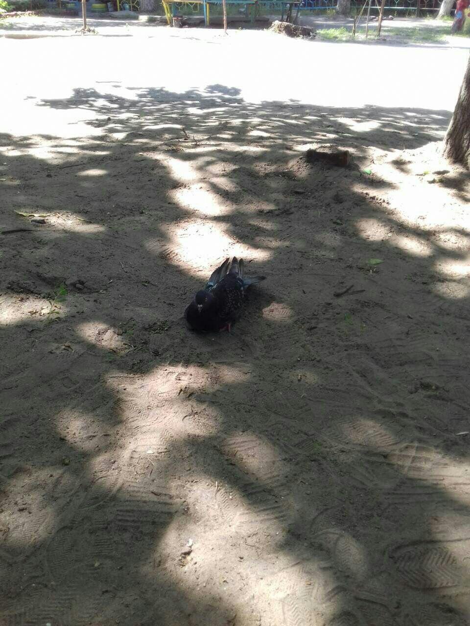 Местные жители вызвали спасателей, чтобы выручить пернатого