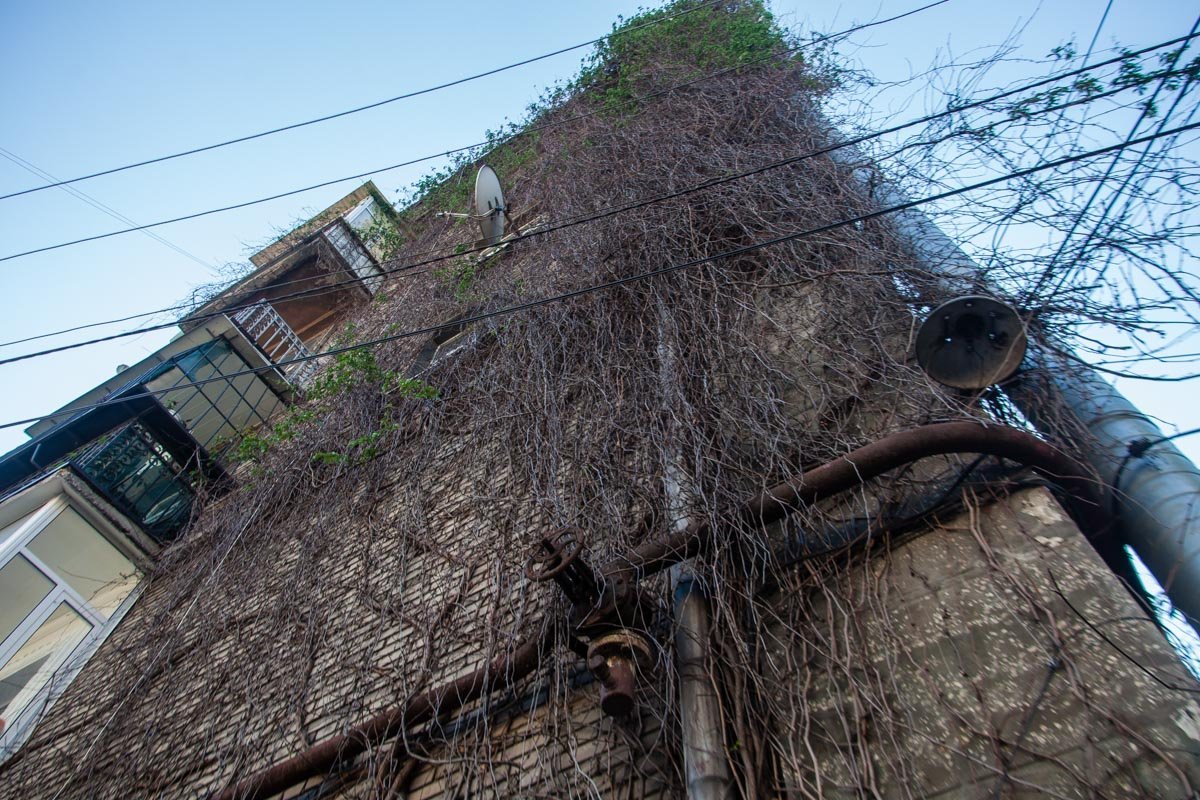 Остался лишь сухостой