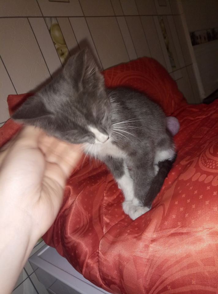На вид малышу 2 месяца, не более