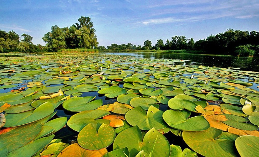 Экскурсия в Днепровско-Орельський заповедник Экскурсия в Днепровско-Орельський заповедник