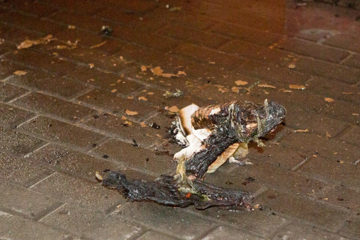 Фото: Александр Лаур Фото: Александр Лаур