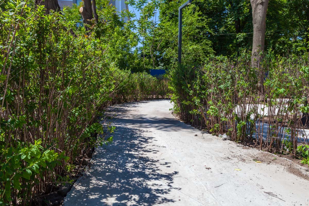 Кустарный лабиринт. Начало