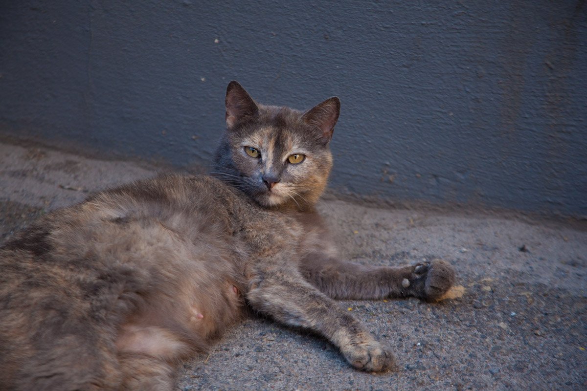 Сама консьерж рассказала, что не пускает четвероногих в подъезд и подвал, чтобы не разводить антисанитарию Сама консьерж рассказала, что не пускает четвероногих в подъезд и подвал, чтобы не разводить антисанитарию