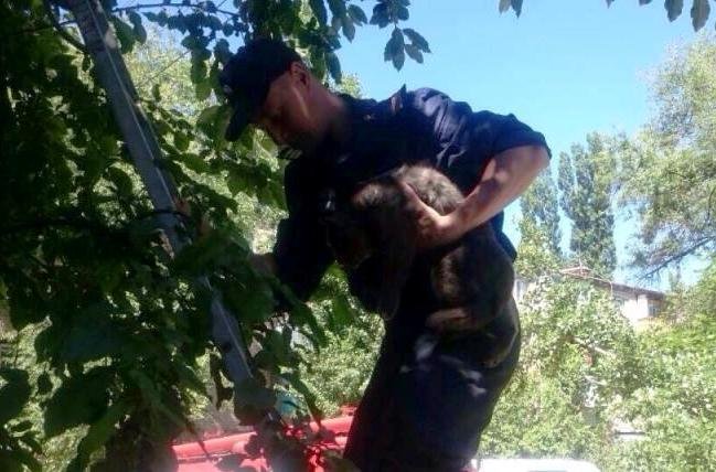 Кота сняли с дерева с помощью штурмовой пожарной лестницы