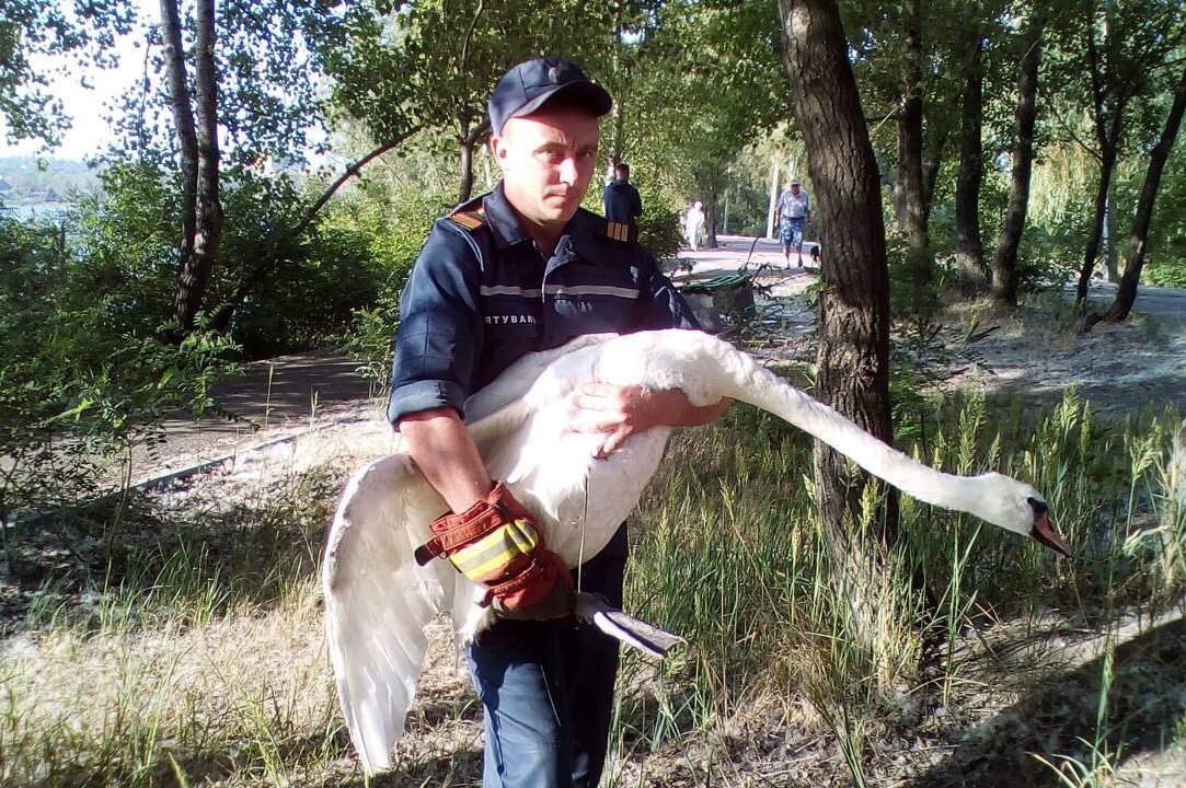 Спасателям удалось поймать раненого лебедя, после чего птицу передали ветеринарам Спасателям удалось поймать раненого лебедя, после чего птицу передали ветеринарам