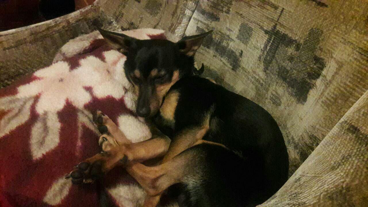 Пес отзывается на кличку Вилли Пес отзывается на кличку Вилли