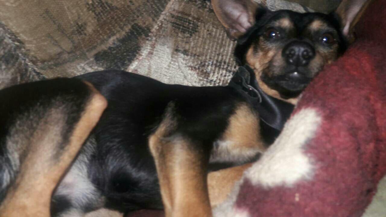 Хозяева Вилли просят жителей Днепра помощь в поисках Хозяева Вилли просят жителей Днепра помощь в поисках