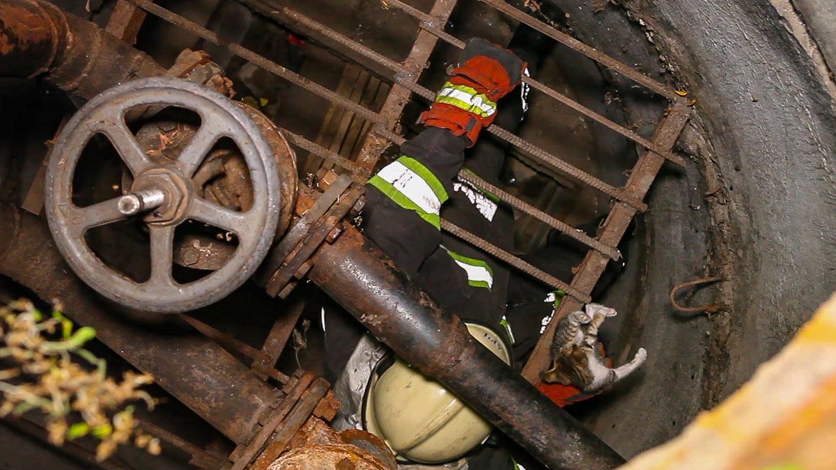 С помощью ломика им удалось открыть люк и вытянуть котенка С помощью ломика им удалось открыть люк и вытянуть котенка