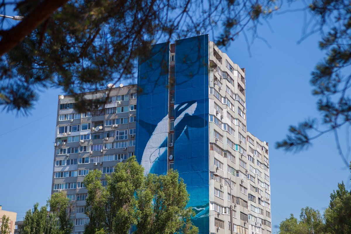 Косатка нарисована в натуральную величину Косатка нарисована в натуральную величину