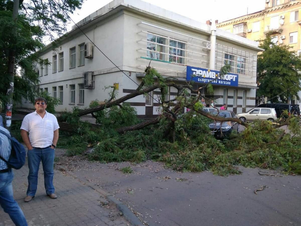 В Днепре на проспекте Яворницкого упало дерево 1