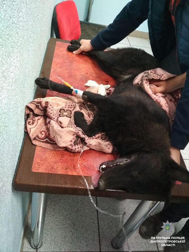 В Днепре полиция и волонтеры спасли собаку, которую морили голодом