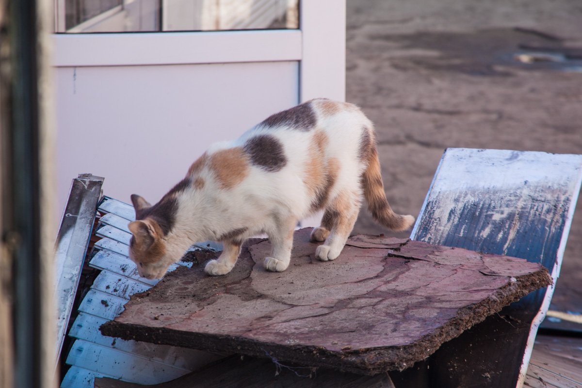 Хоть кому-то приносит удовольствие 