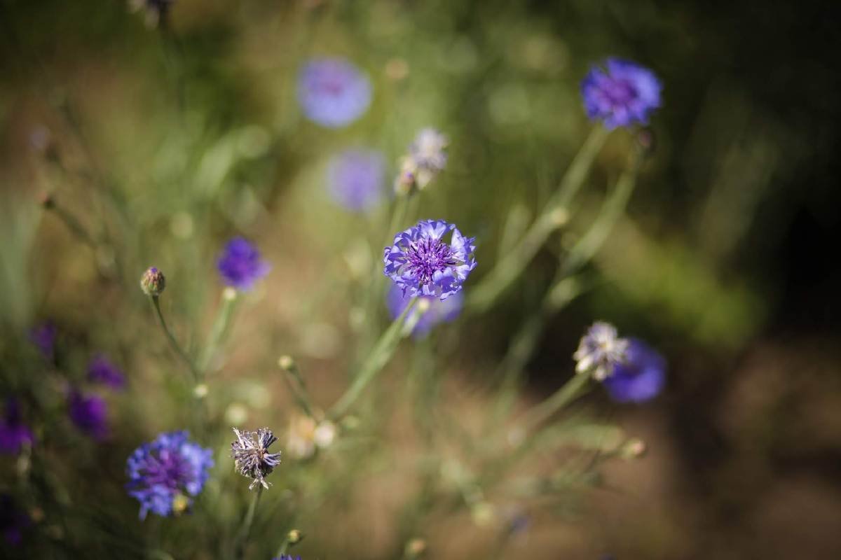Прилегающую территорию благоустроят и высадят зеленые насаждения