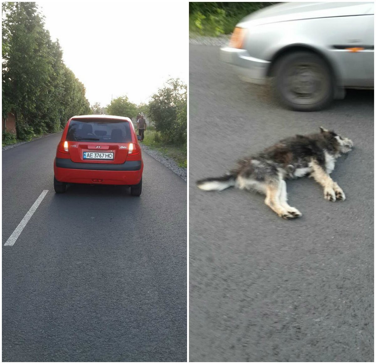 Перед Подгородным, недалеко от "Эпицентра", Hyundai насмерть сбил собаку