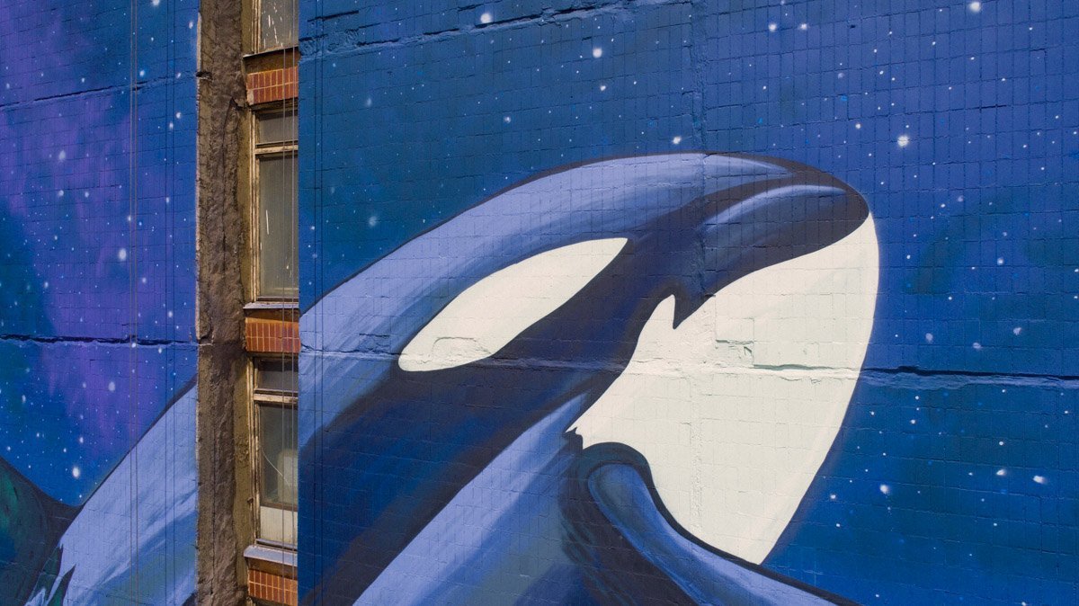 Вблизи косатка выглядит особенно величественно Вблизи косатка выглядит особенно величественно