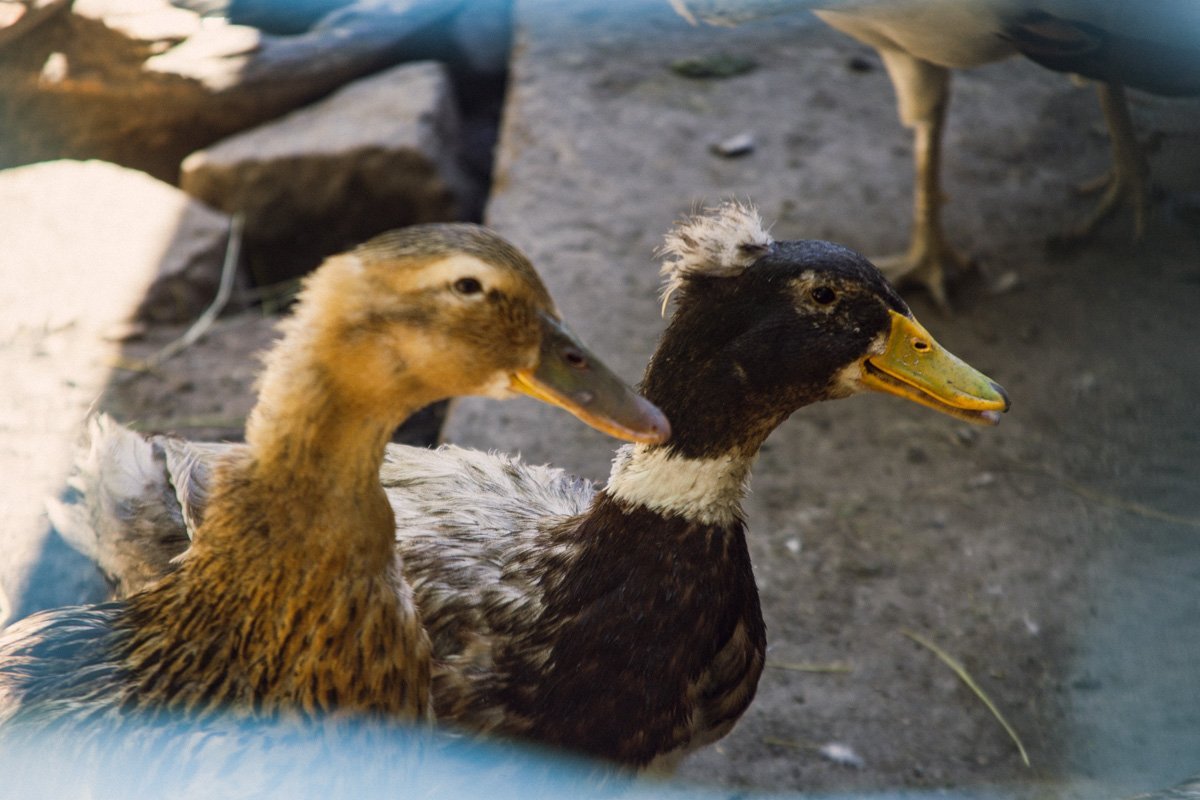 Коммуна выращивает птиц и скот Коммуна выращивает птиц и скот