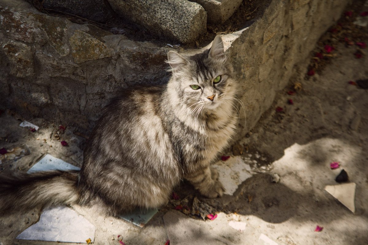 Животным тоже найдется уголок Животным тоже найдется уголок