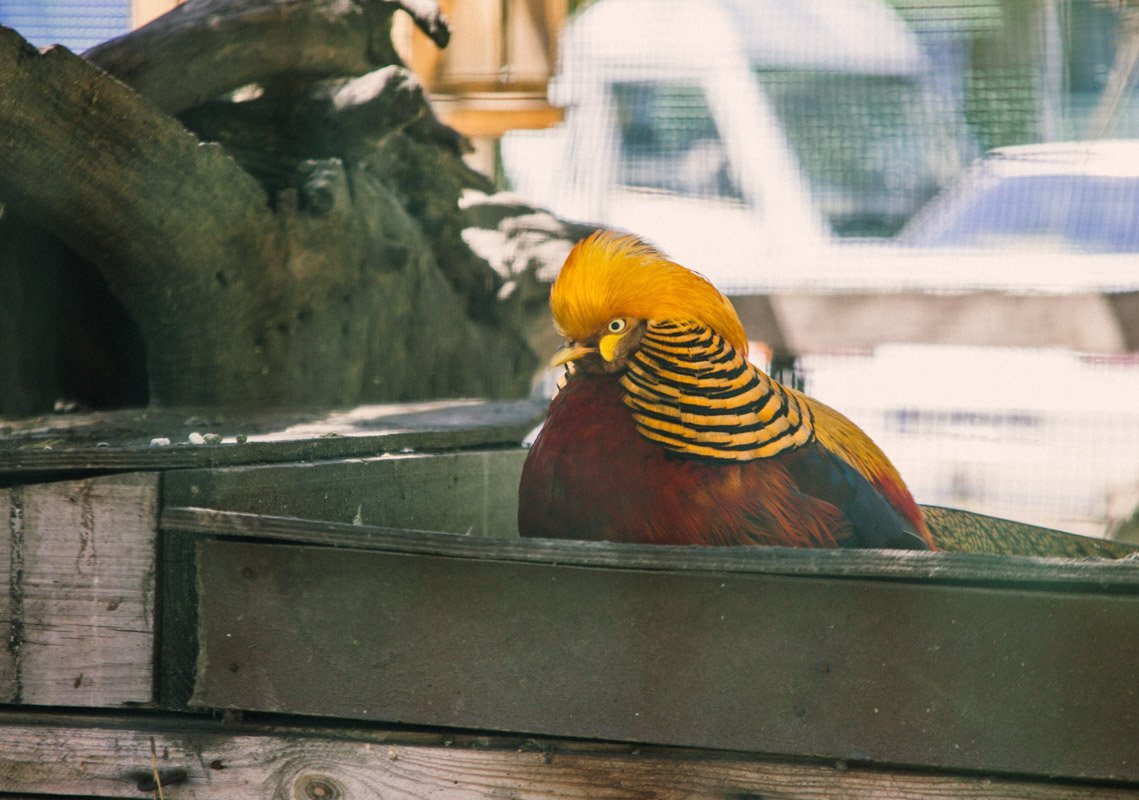 Птицы тоже часть реабилитации Птицы тоже часть реабилитации