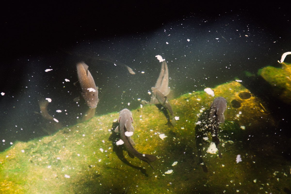 В "Шансе" есть свое хозяйство В "Шансе" есть свое хозяйство